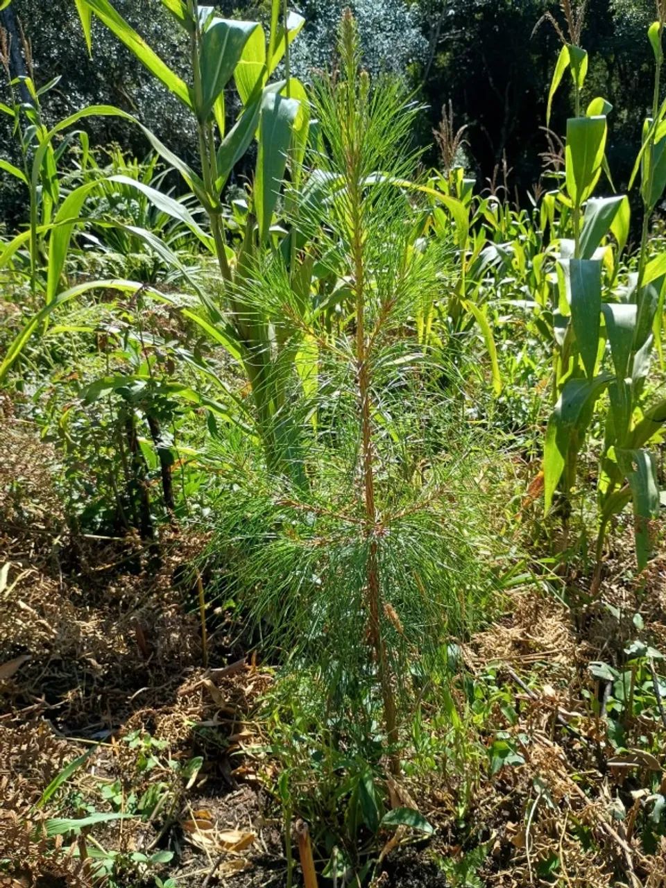 TERRENO 12,7 HA - Foto 5