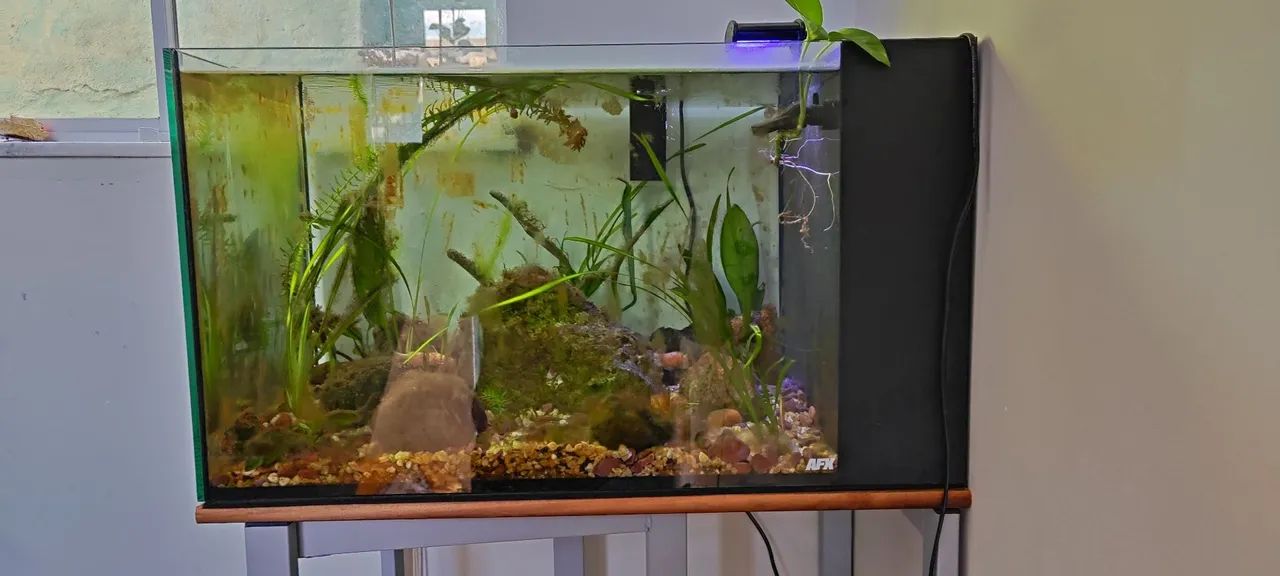 Vendo Aquário completo, 100 litros, com sump lateral, bomba, mídia, iluminação, rocha - Foto 3