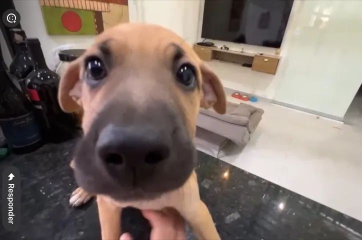 Doação de cachorras  - Foto 4