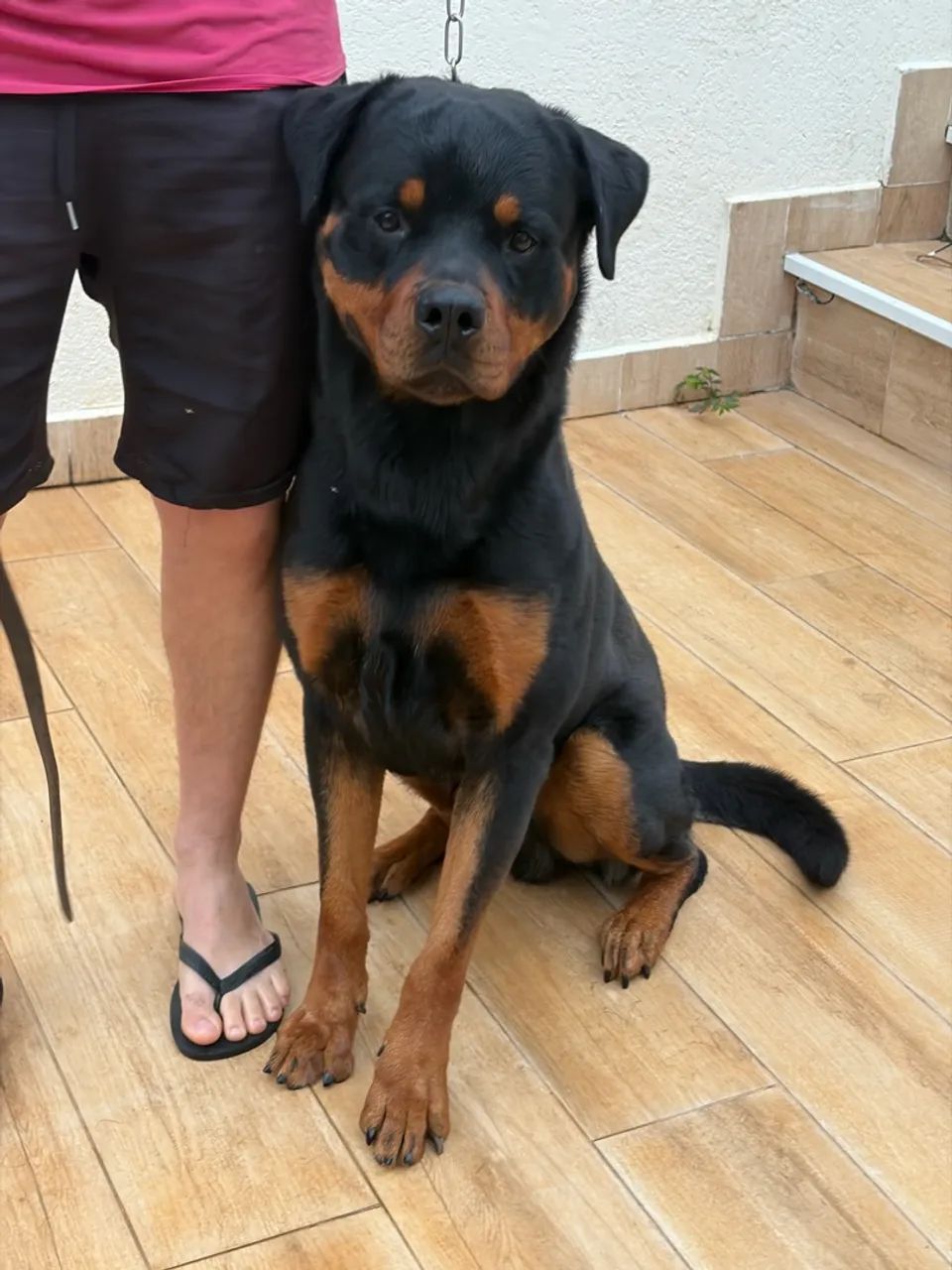 Doação Responsável - Rottweiler