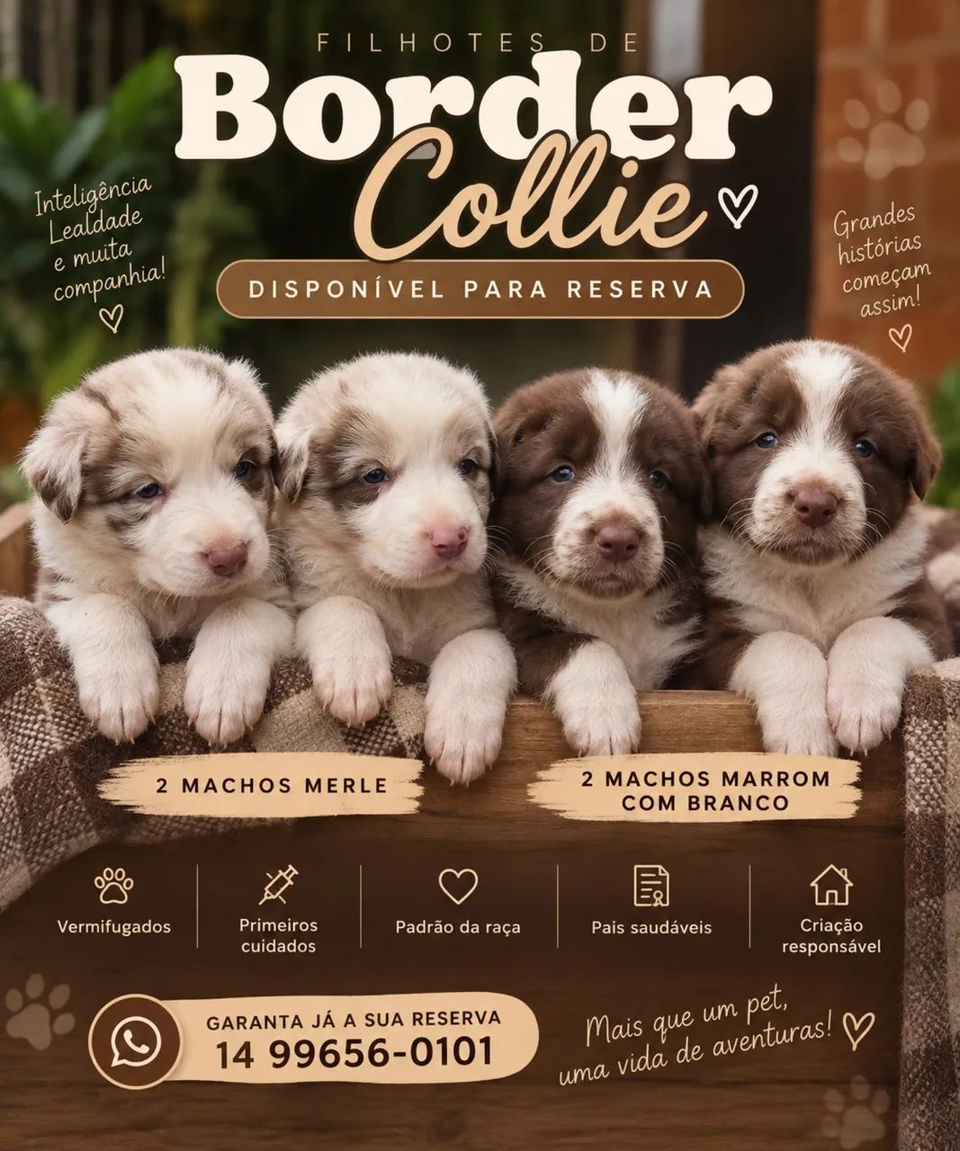 Border collie 