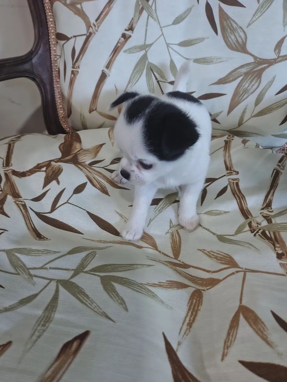 Chihuahua fêmea  - Foto 5