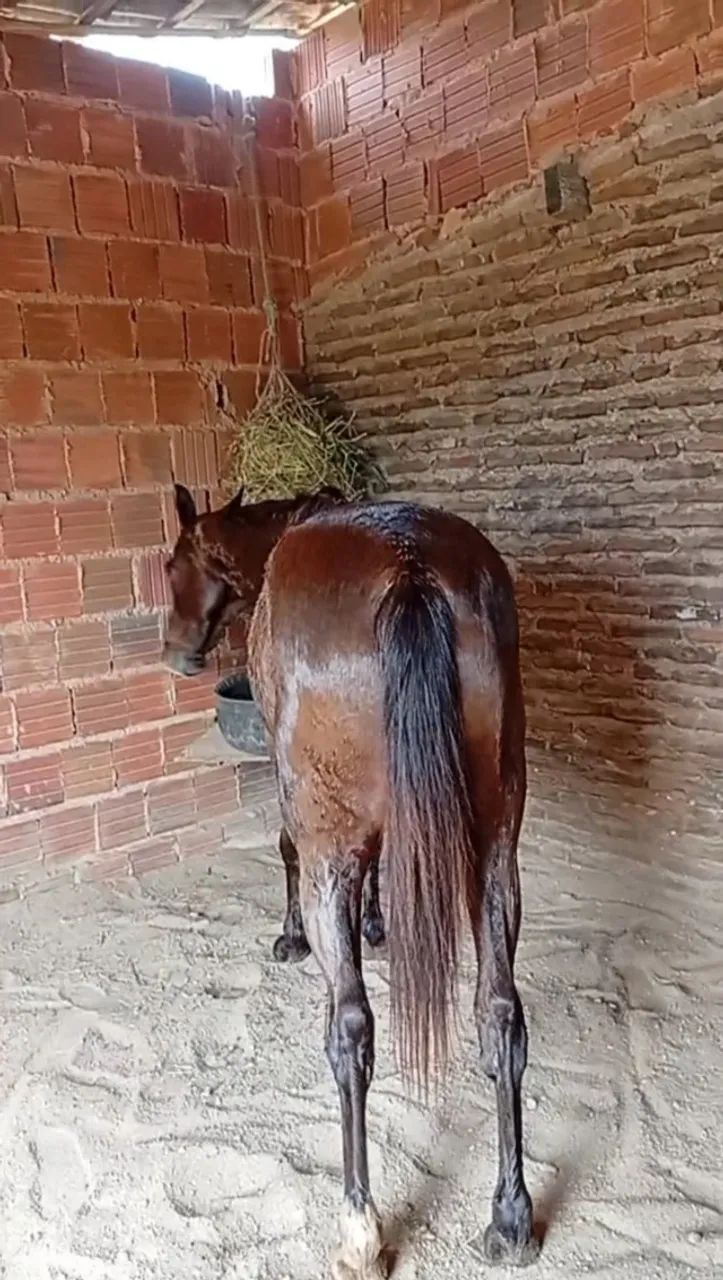 Cavalo de direita exames em diad - Foto 3