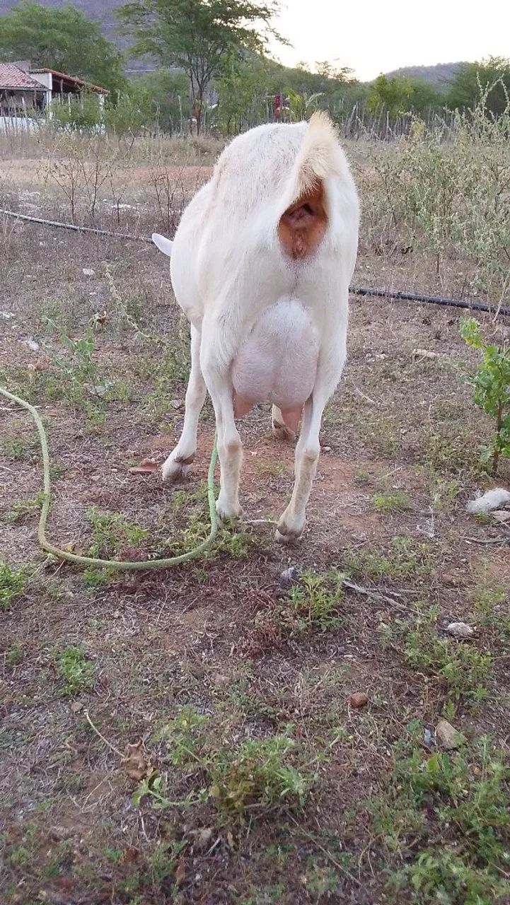Cabra sanen  - Foto 2