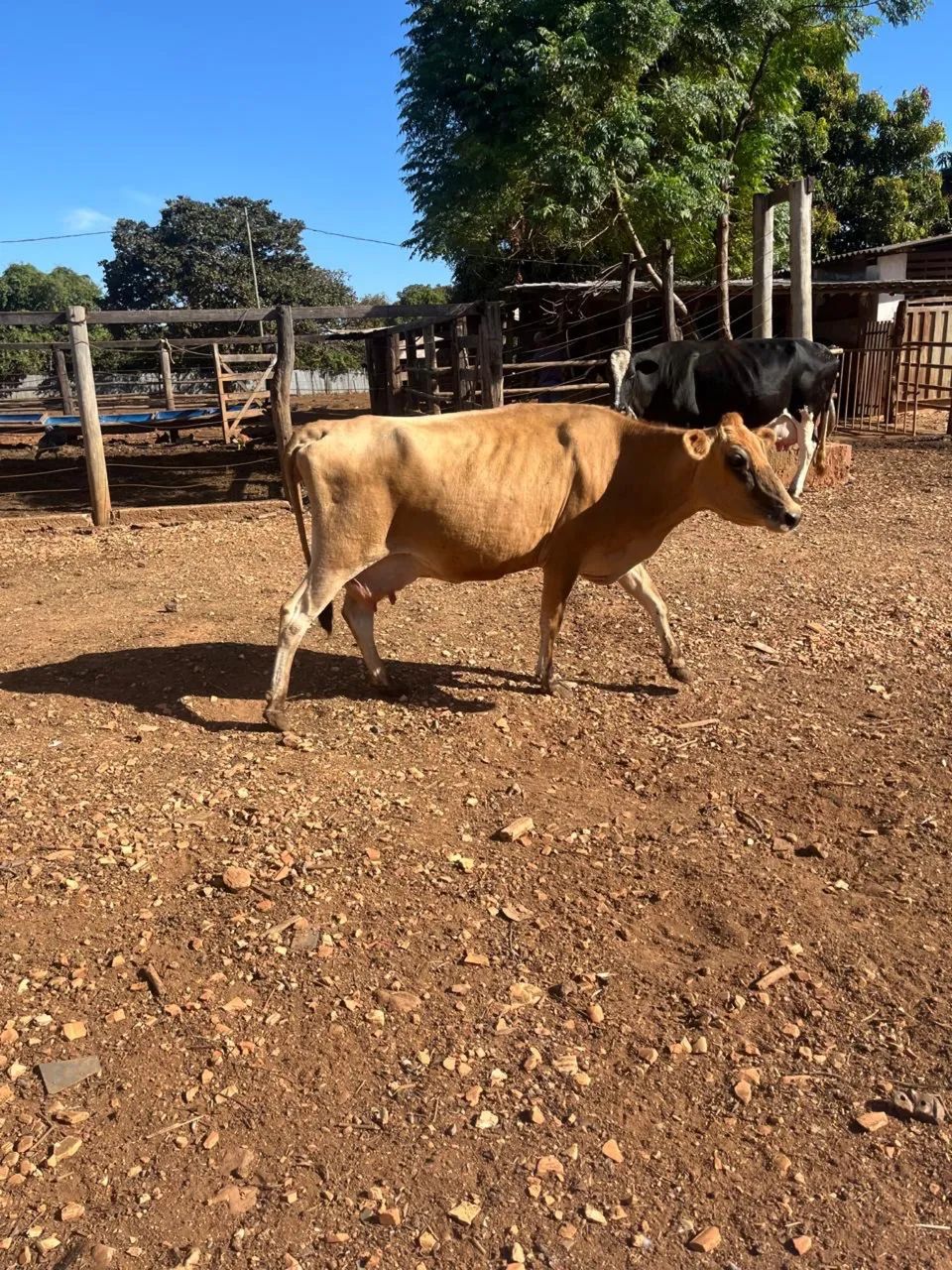 Vaca  - Foto 4