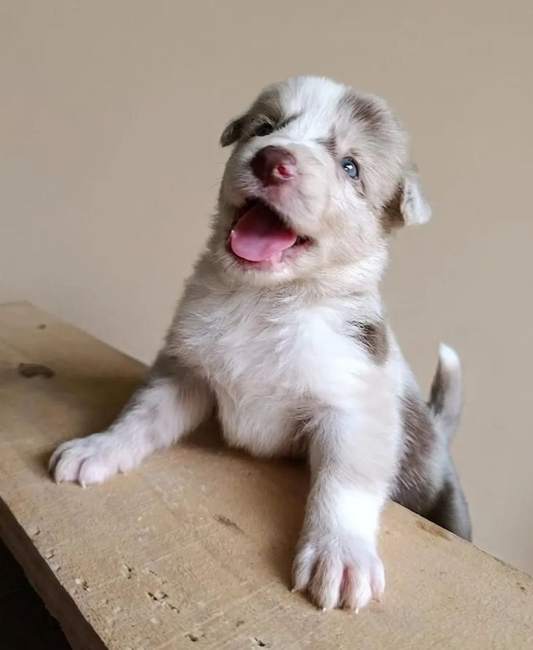 Border Collie - Machos e Fêmeas disponíveis! - Cachorros