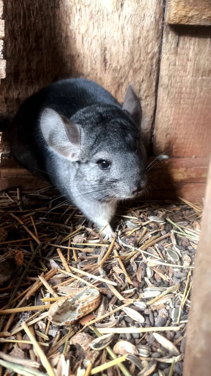 Chinchila  - Foto 3