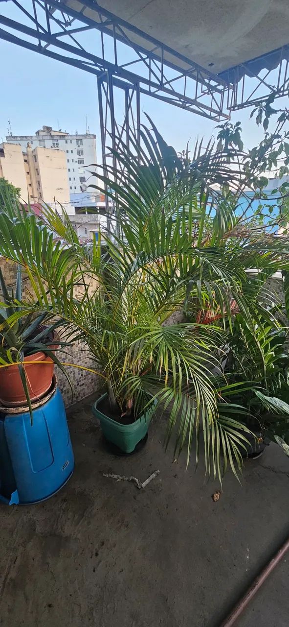 Plantas bem cuidadas - Foto 5