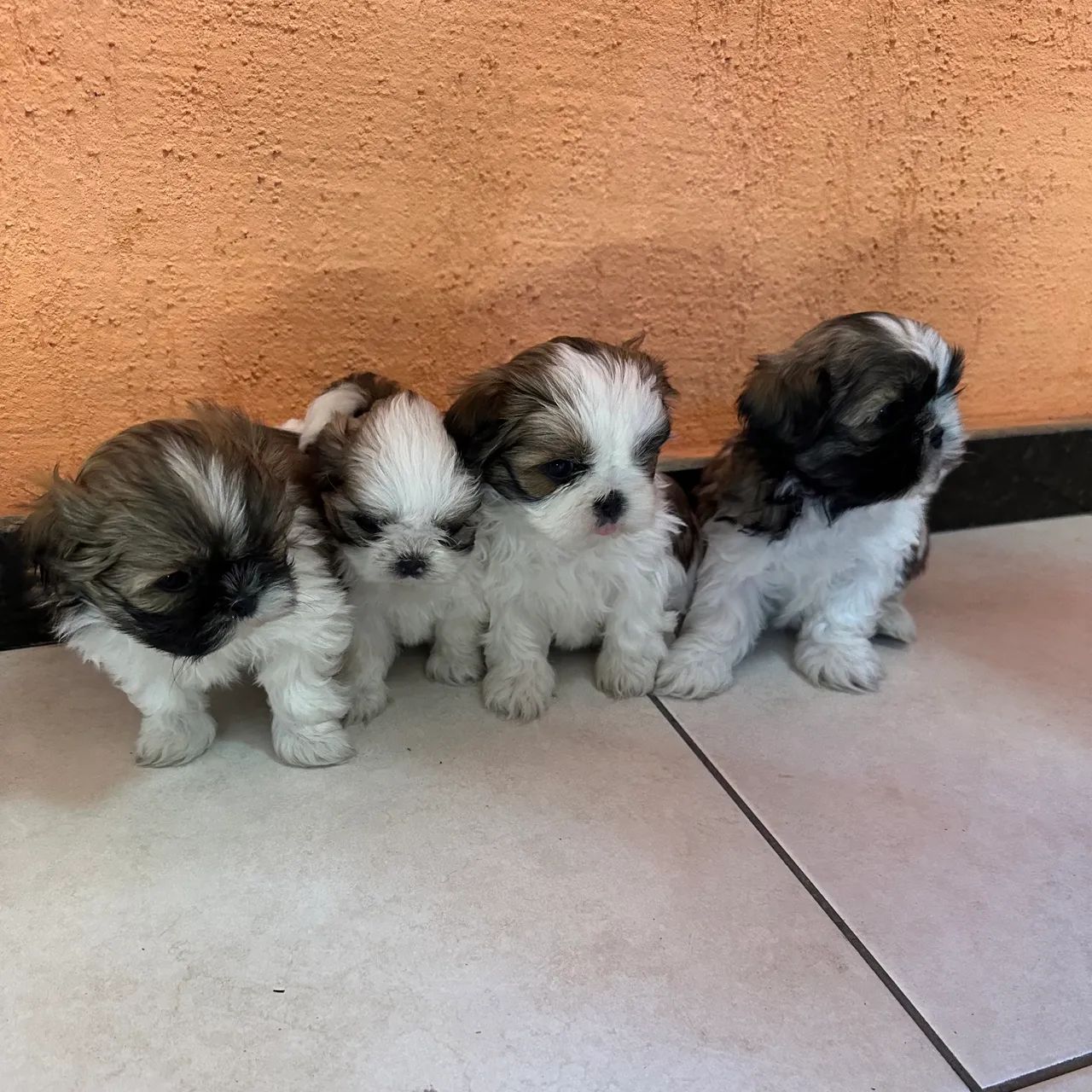 Filhotes com pedigree shih tzu mini machos e fêmeas 