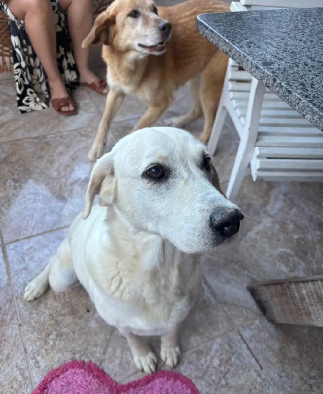 Doa - se cachorros  - Foto 4