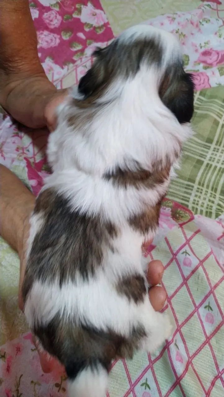 Vende se cachorro shitzu  - Foto 2