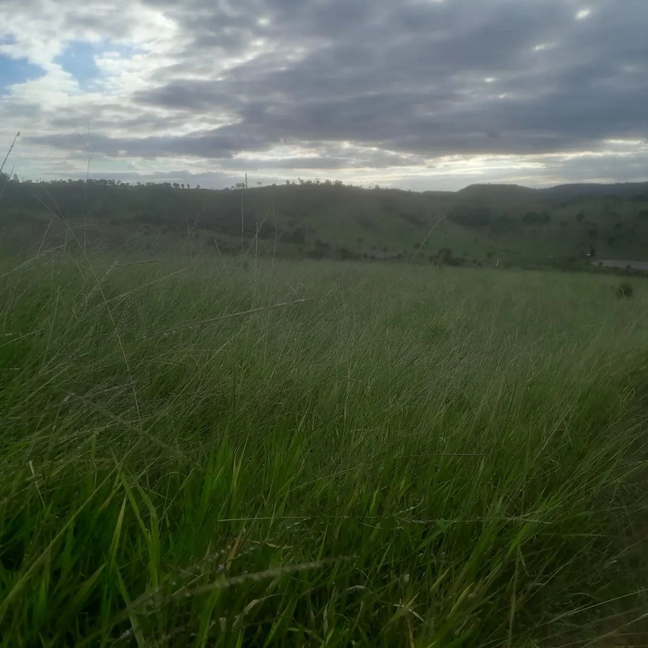 Terreno rural em mateus leme  - Foto 4