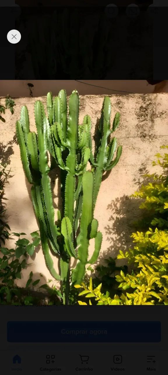 Cacto candelabro