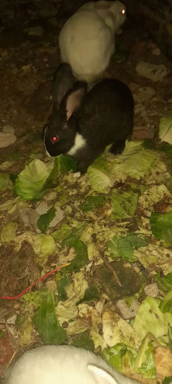 Coelhos - Foto 5