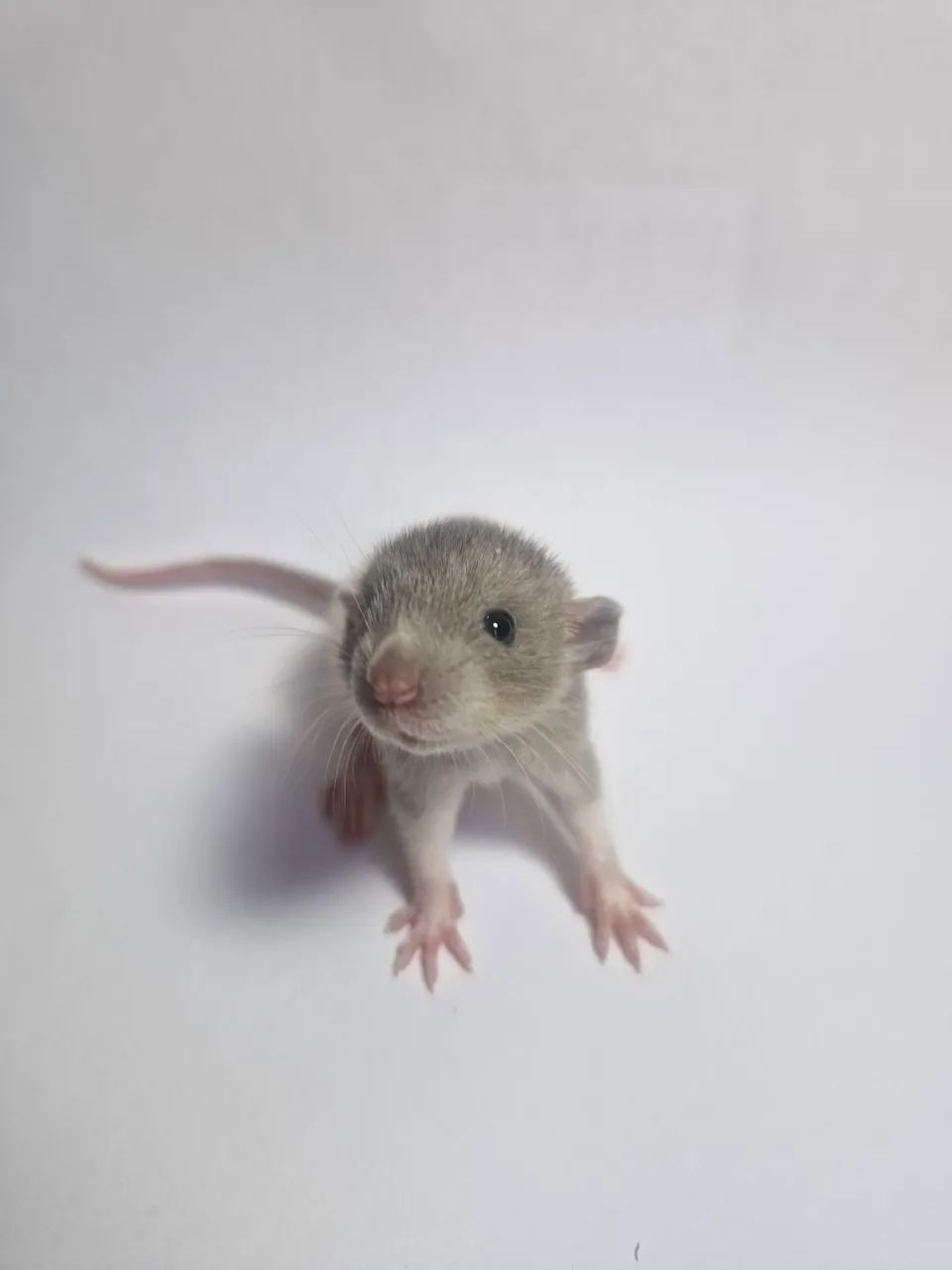Twister Dumbo