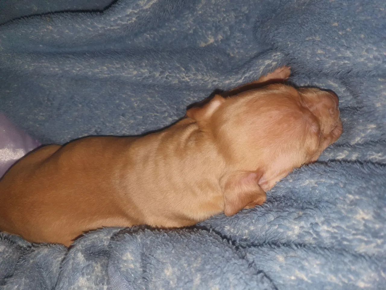 Pit monster - Foto 3