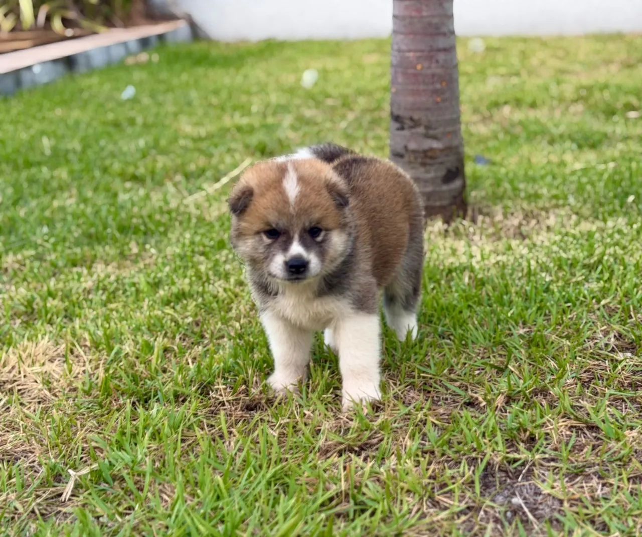 akita inu  - Foto 2