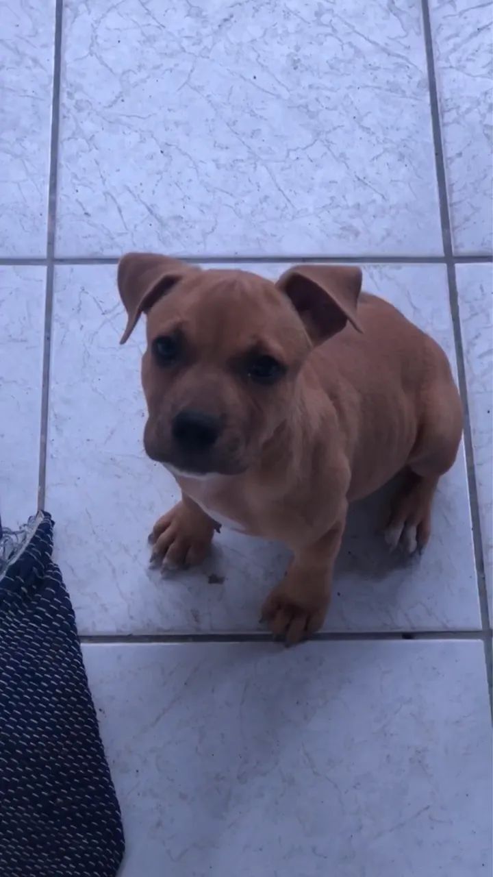 Vende se pitbull