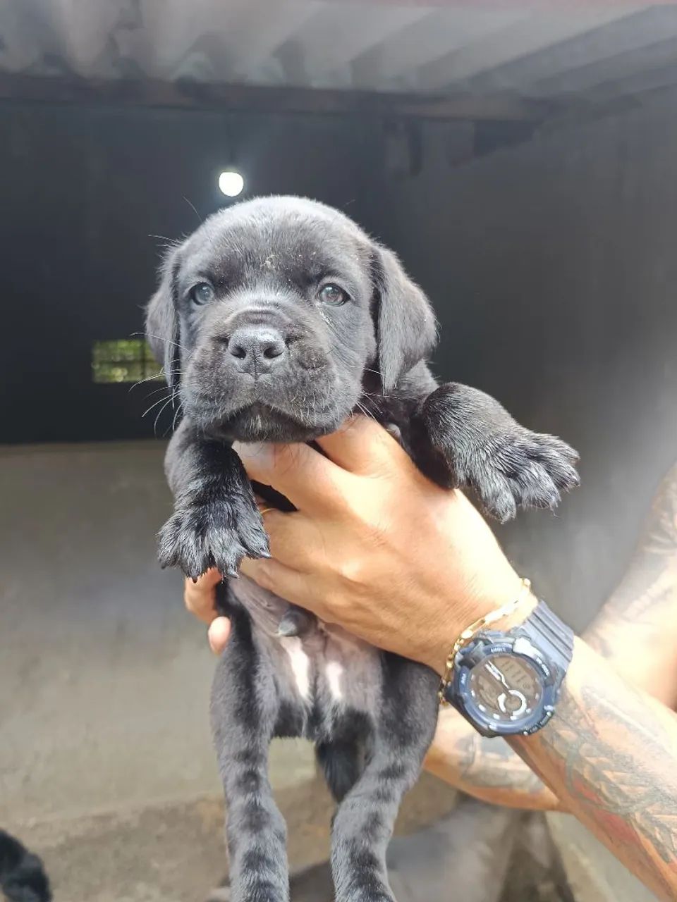 Filhotes de Cane Corso italiano machos