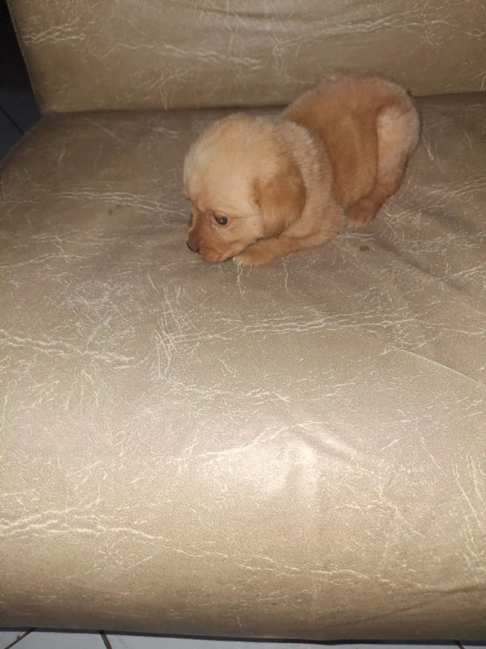Cachorra ladradora - Foto 3