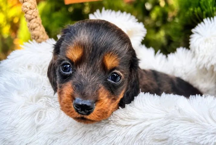 Dachshund