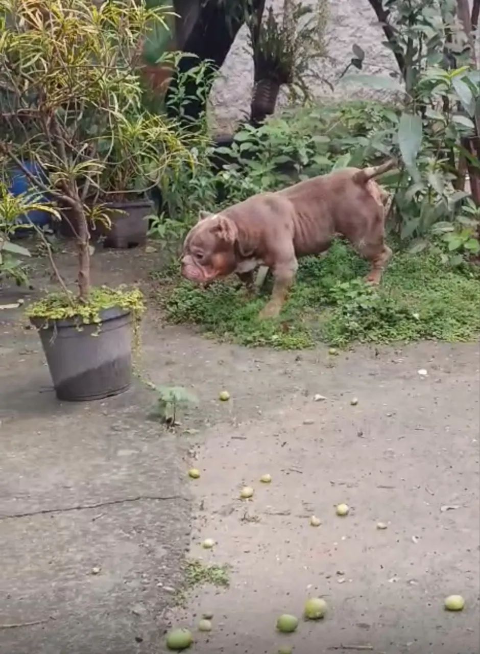 American bully  - Foto 3