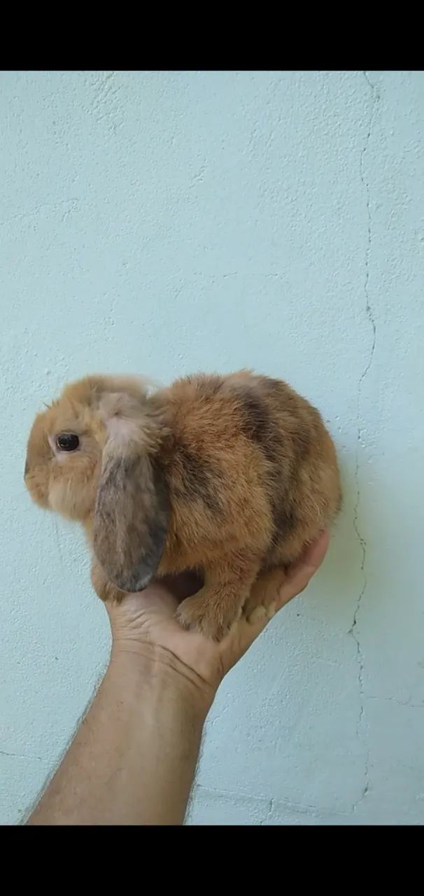 Coelhinho fuzzy loop 