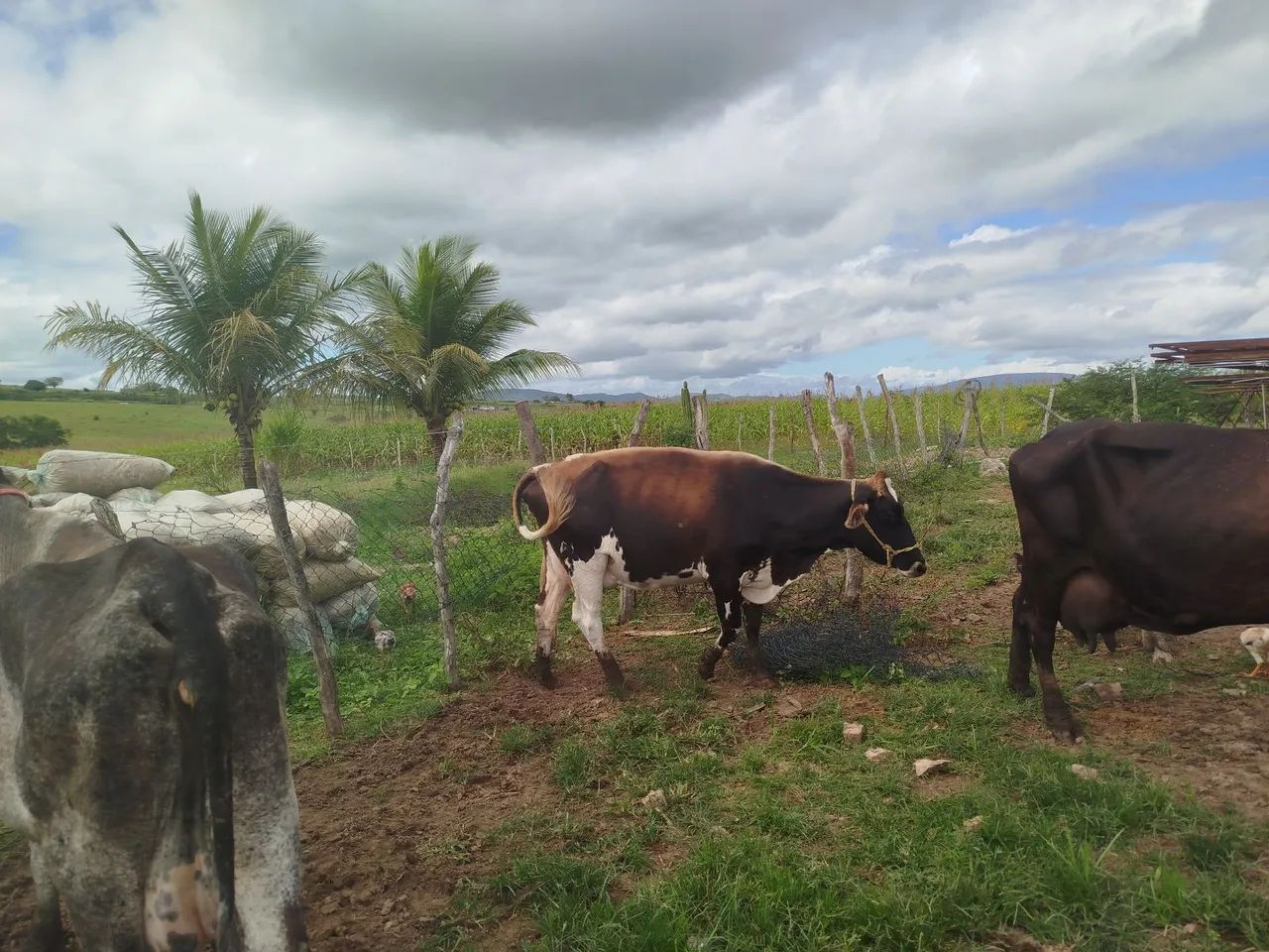 Vacas de leite  - Foto 2