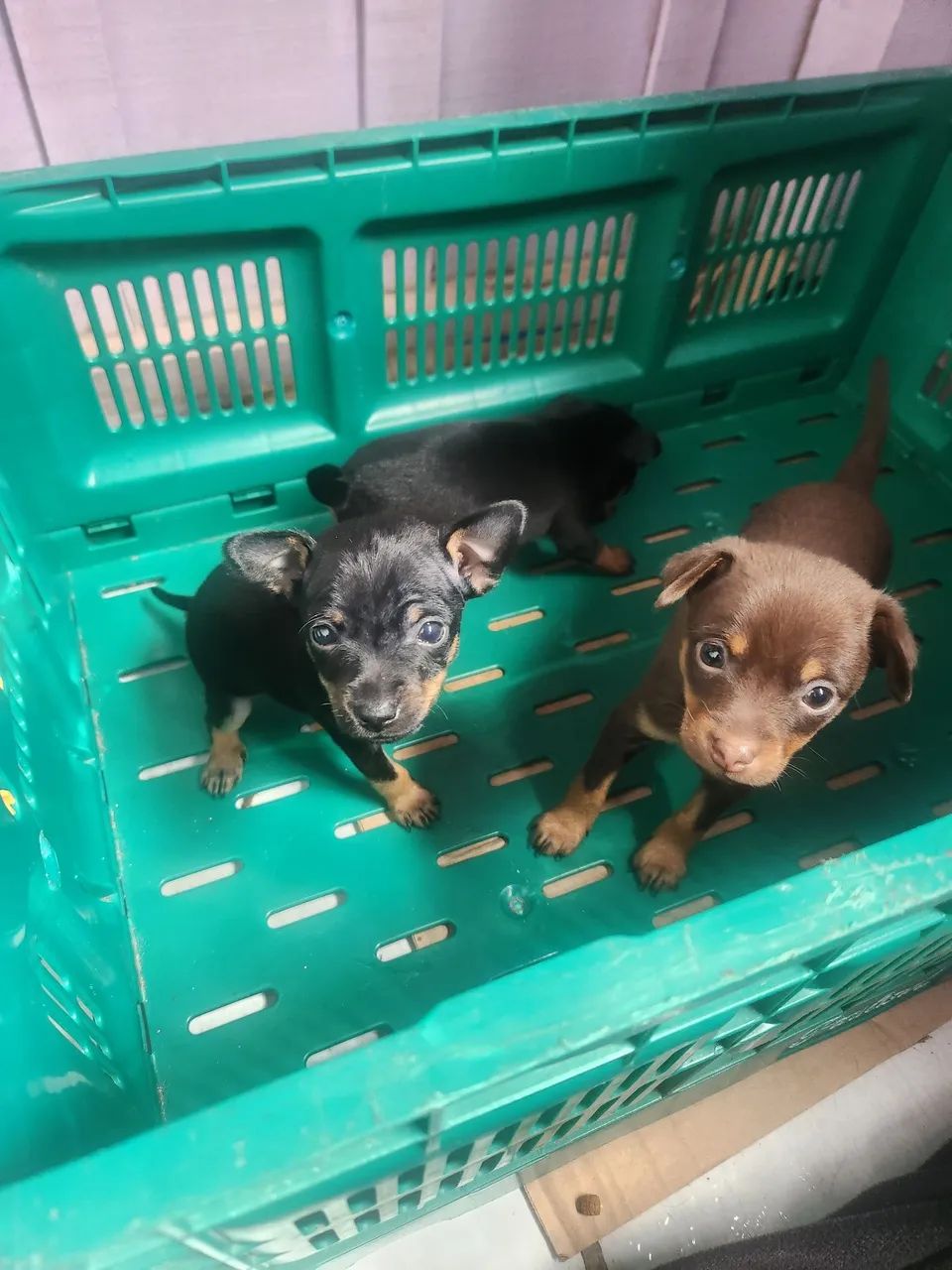 Pinscher  - Foto 3