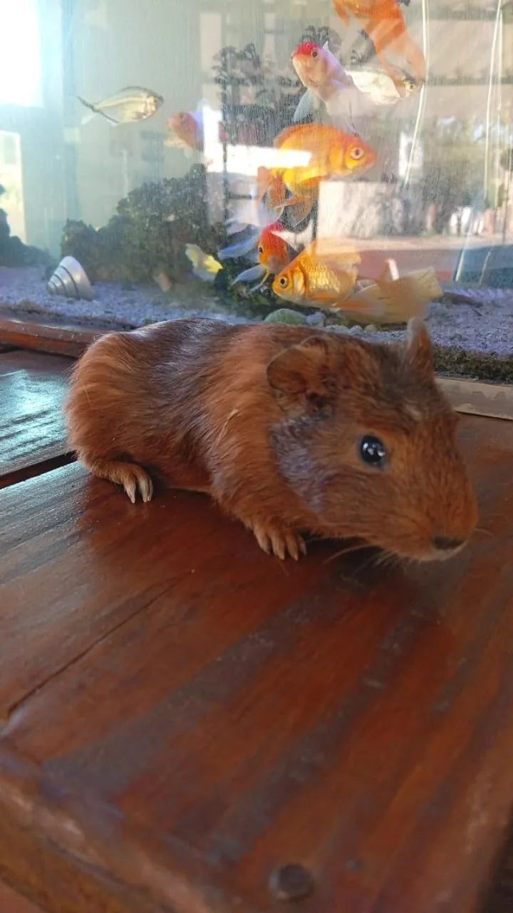 Porco da Índia - O melhor dos Pet's - Foto 4
