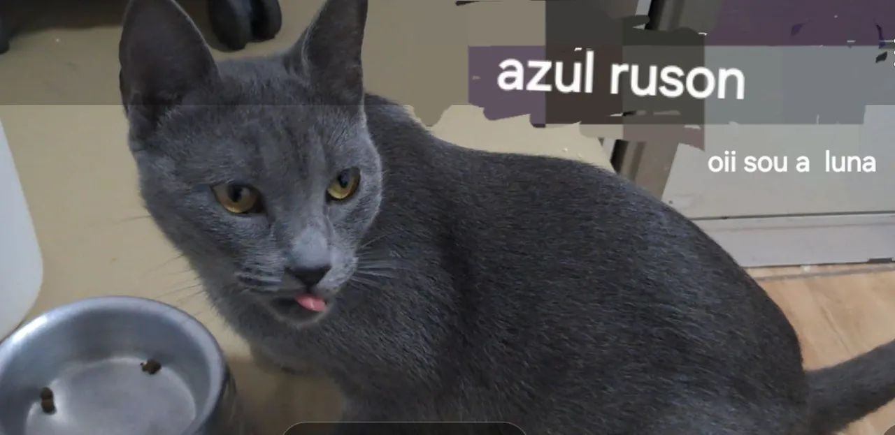 Vende essa gatinha fofura remedinho que cura anciedade solidaoinho