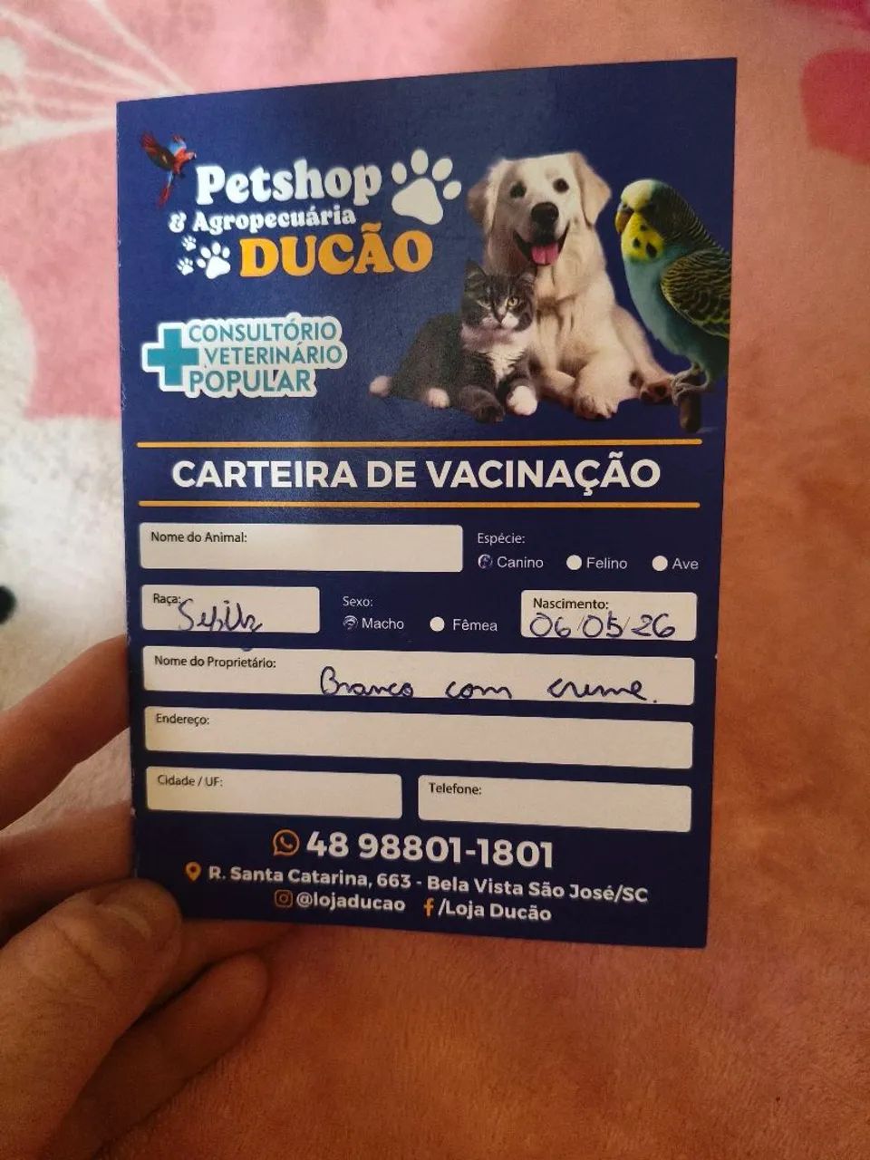 Spitz Anão  - Foto 2