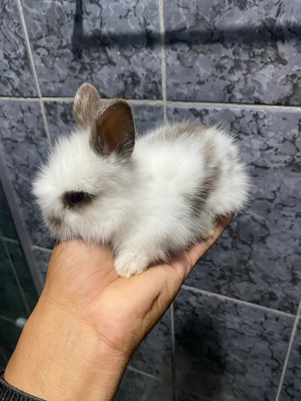 Coelho Mini Lion - Foto 4