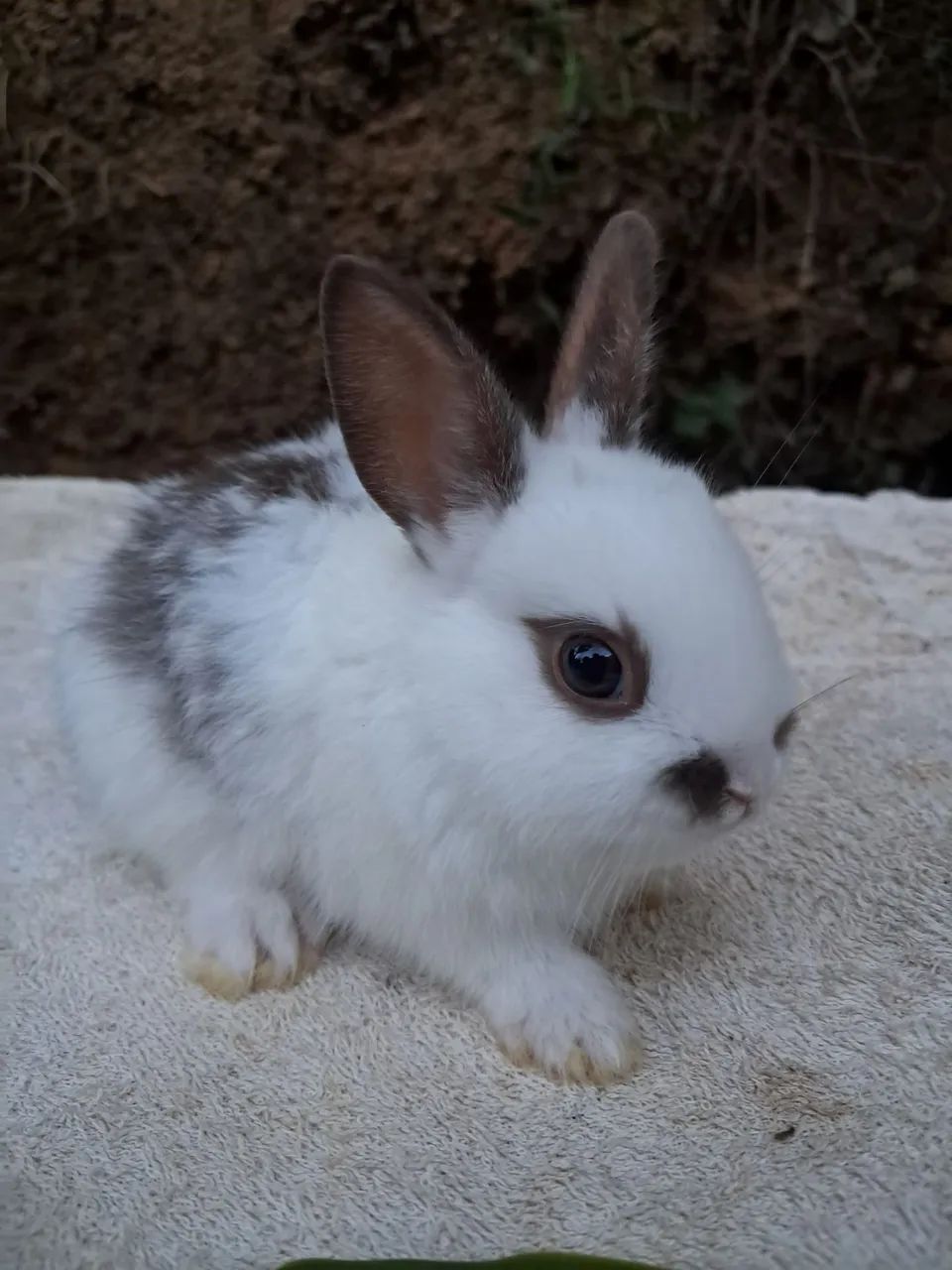 COELHO ANÃO MINI 