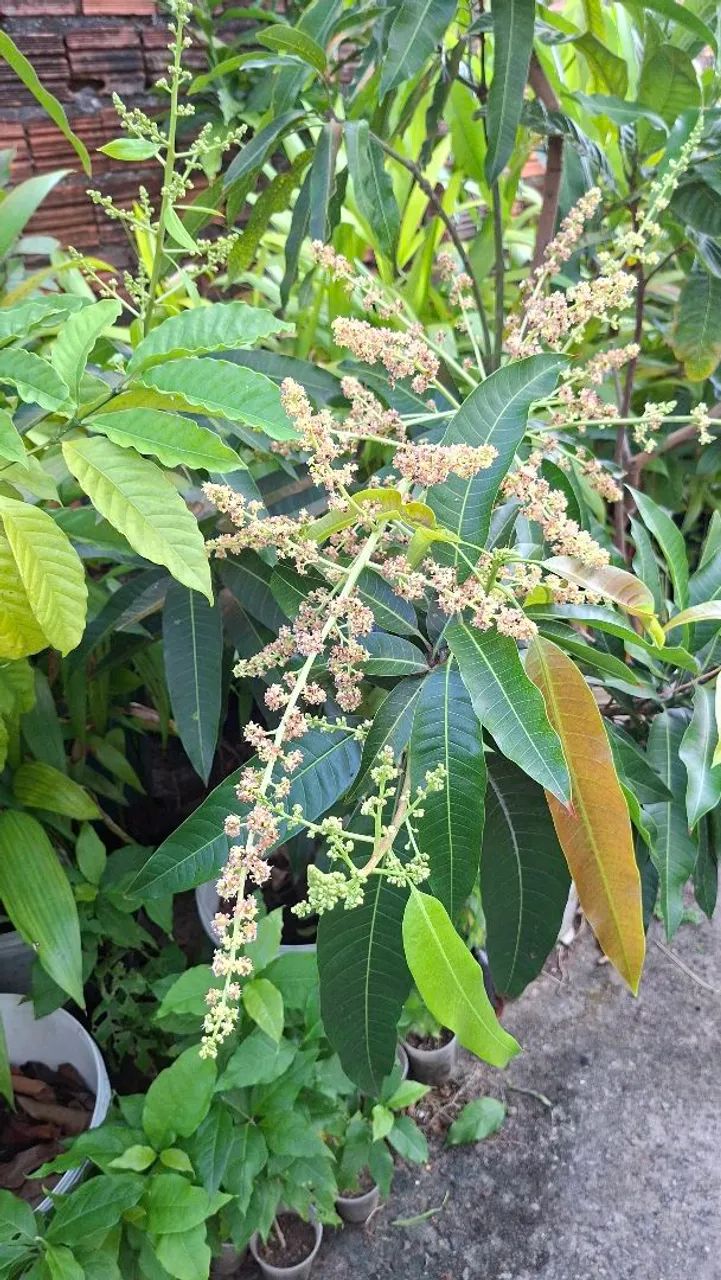 Frutíferas enxertadas 