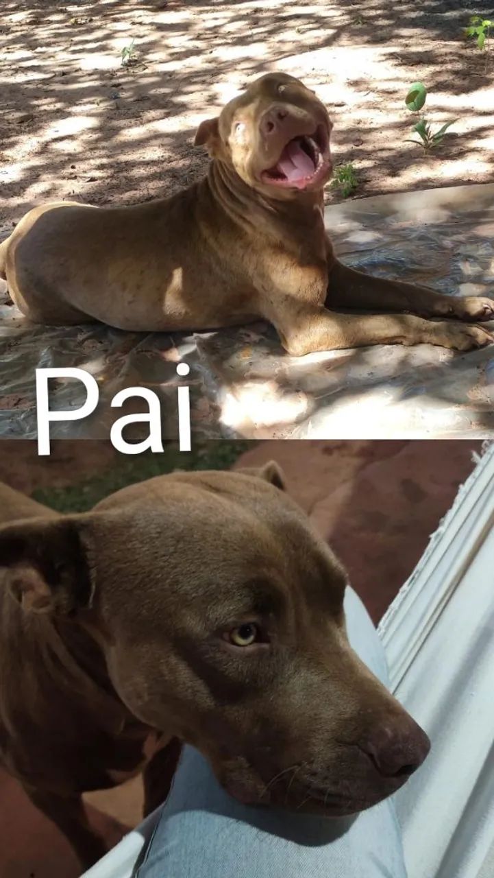 Doação Pitbull Mestiço  - Foto 2