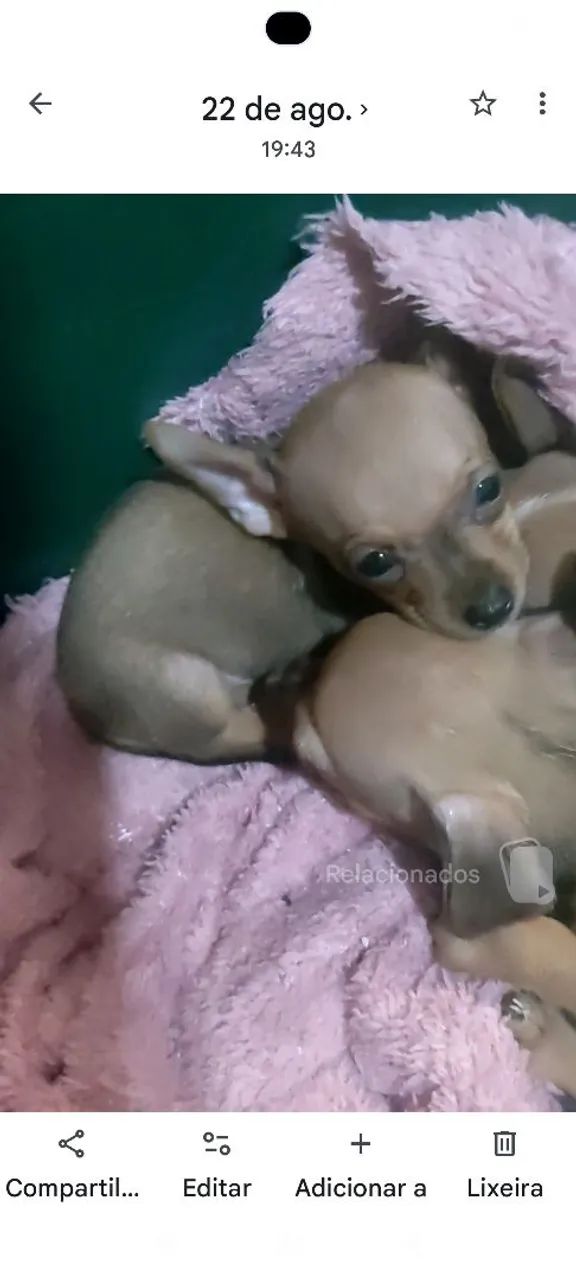 Pinscher  - Foto 2