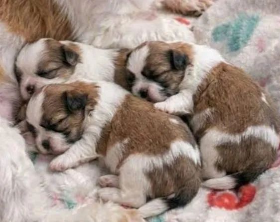 Lhasa Apso Filhotes Comendo Ração. 
