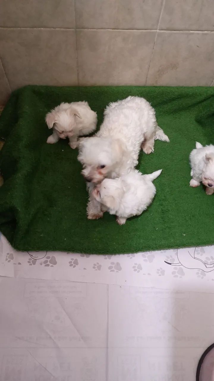 Maltês Mini bibelô  - Foto 3