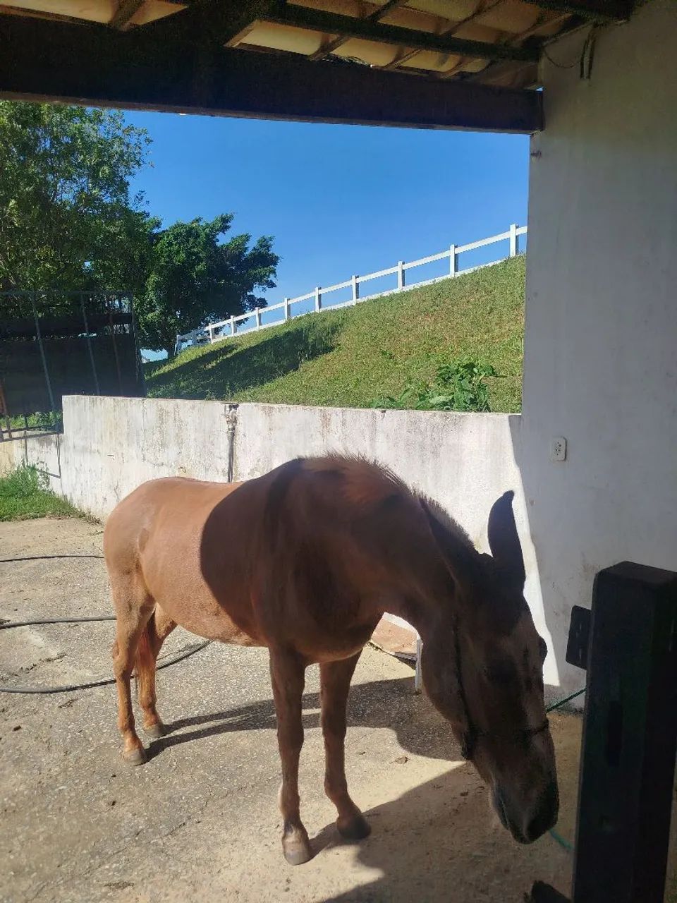 Vendo mula Pega de patrão  - Foto 2