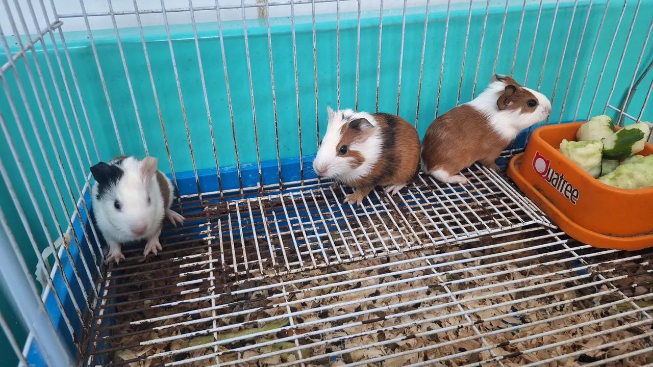 Porquinho da india  - Foto 4