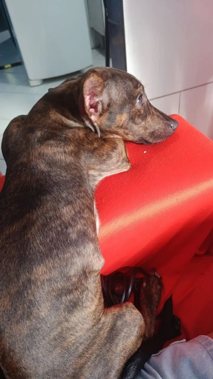 Doando cachorro salcicha