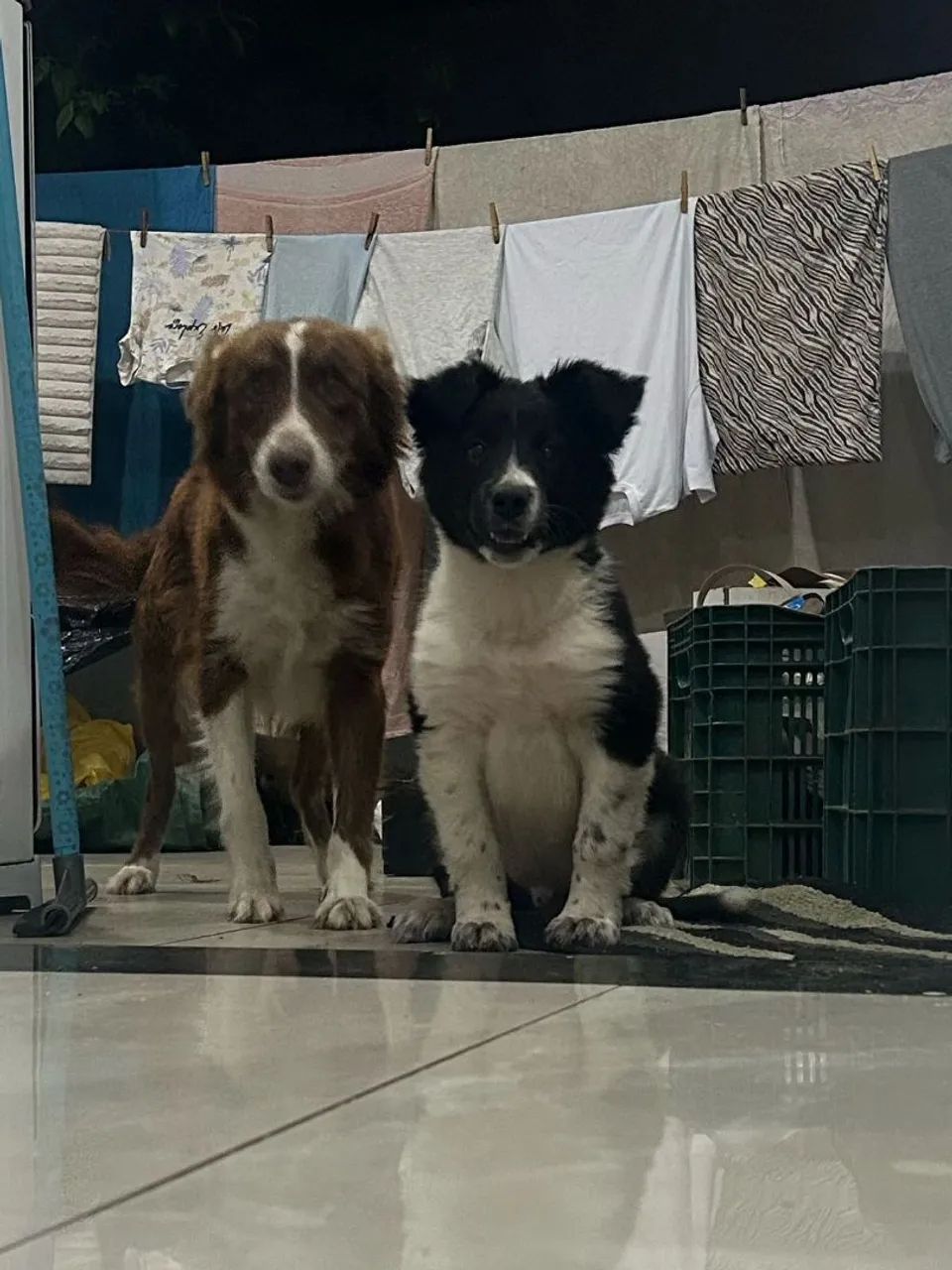 Cadela boder collie
