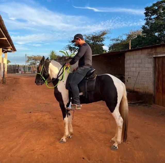Cavalo