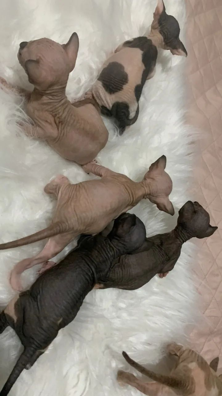 Sphynx 
