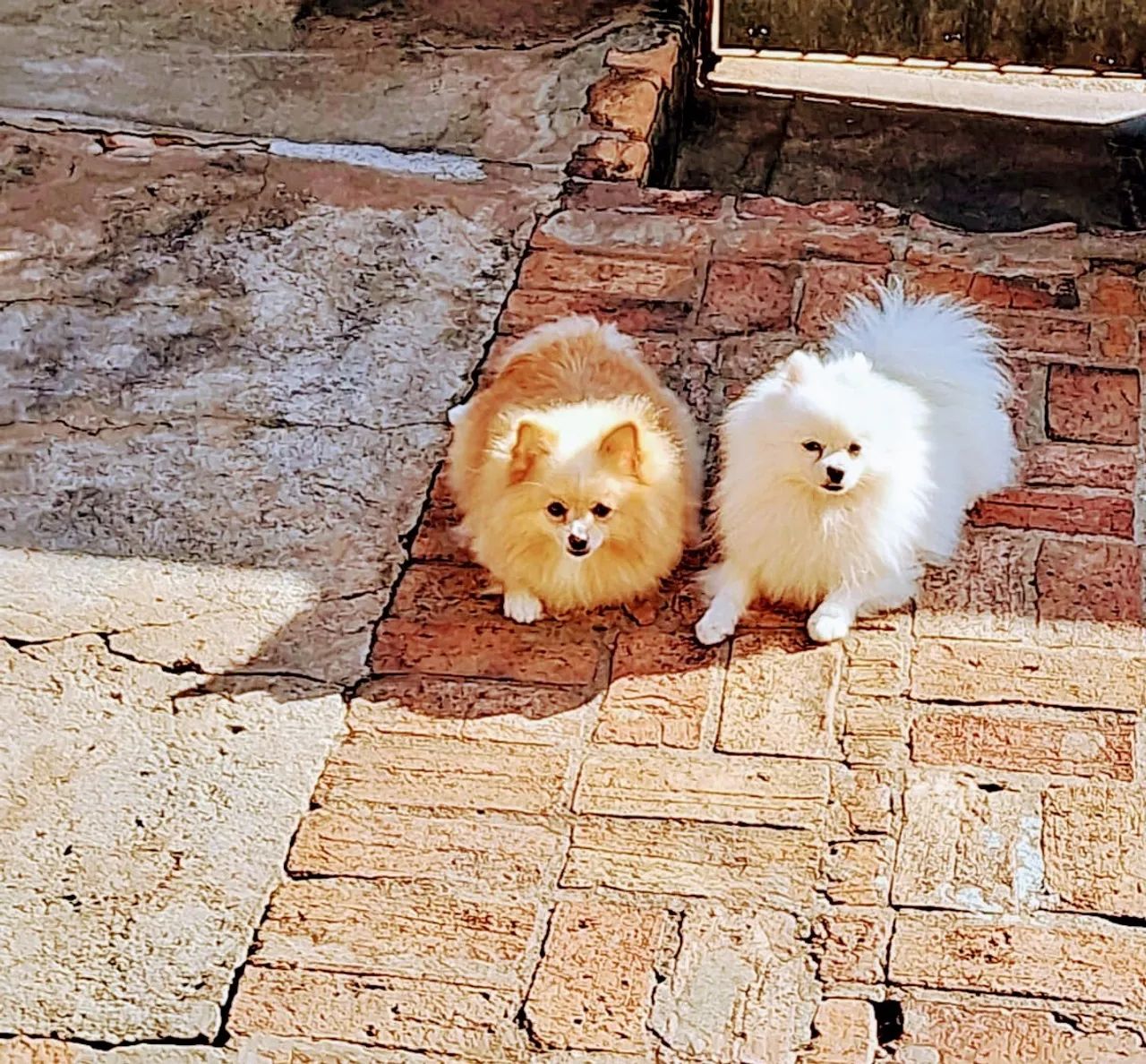 Spitz alemão  - Foto 3
