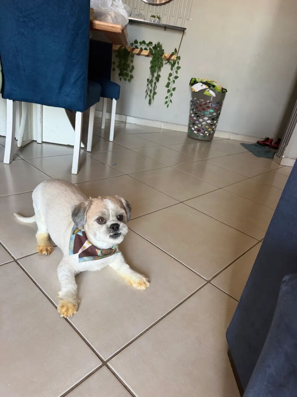 Cachorro Shih Tzu - Foto 3