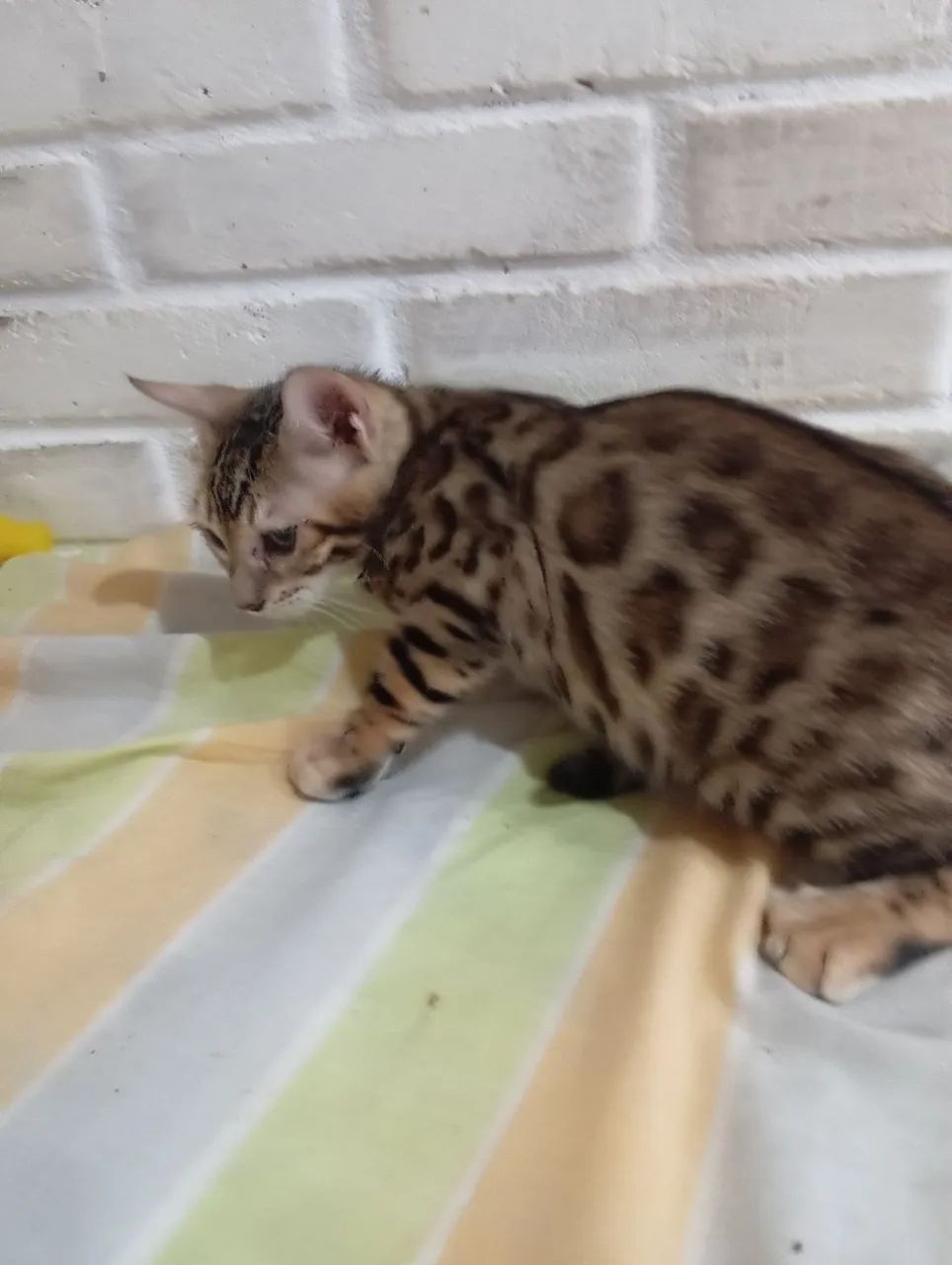BENGAL c pedigree Tropicats 