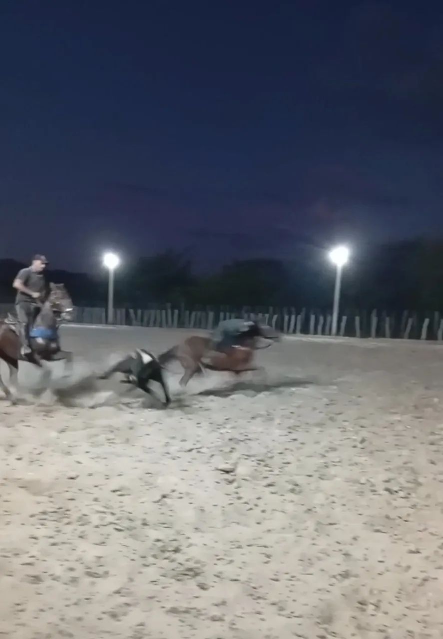 Cavalo de direita exames em diad
