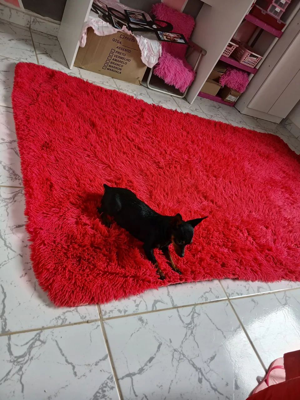 Vendo Pinscher N 2   - Foto 2